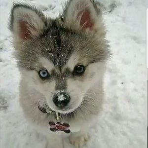 Meet your Posher, Soyoung